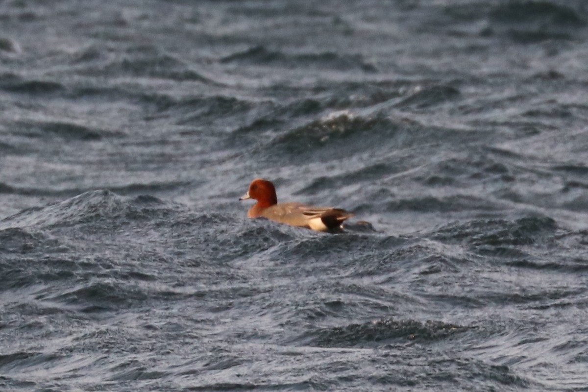 Eurasian Wigeon - ML81599511