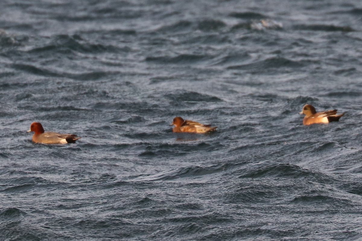 American Wigeon - ML81599521