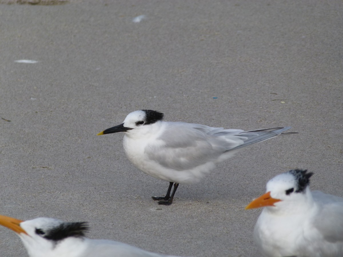 Sandwich Tern - ML81599721