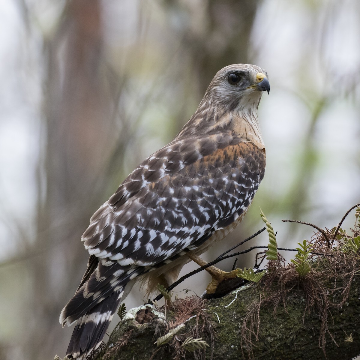 Red-shouldered Hawk - ML81601301