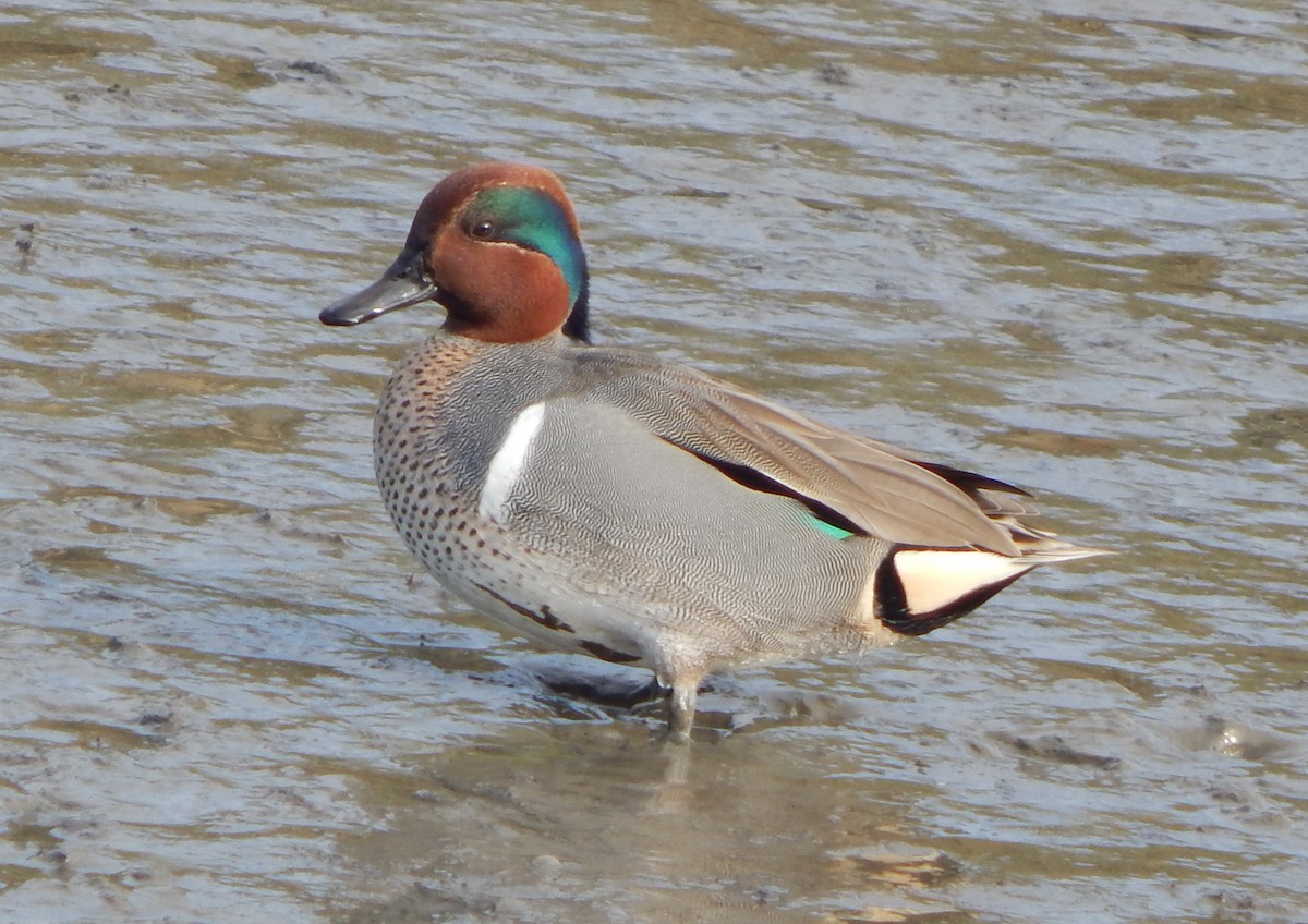 Green-winged Teal - ML81602541