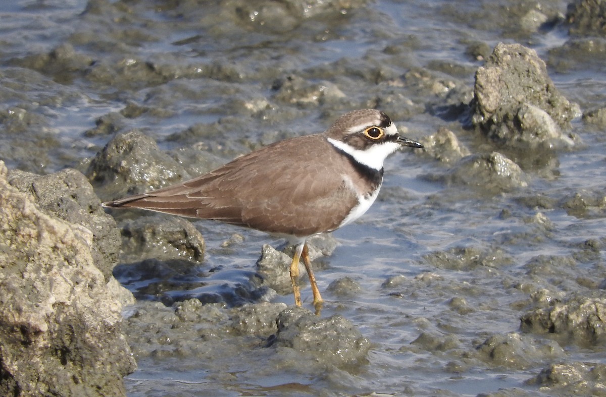 Little Ringed Plover - ML81603461