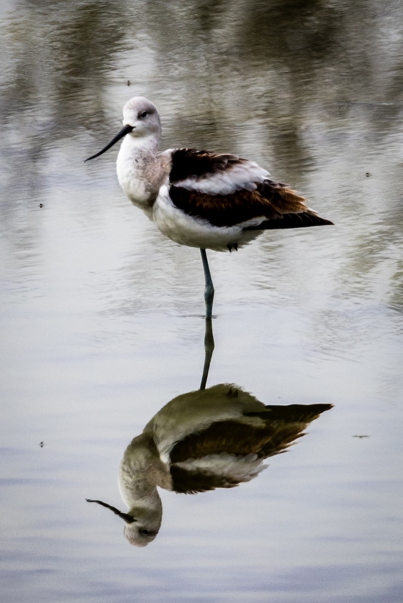 American Avocet - ML81603931