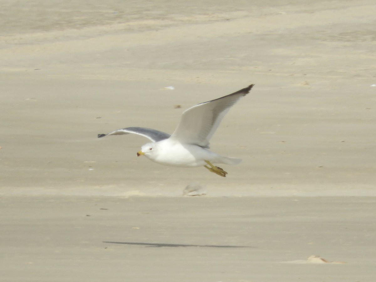 Armenian Gull - ML81604201