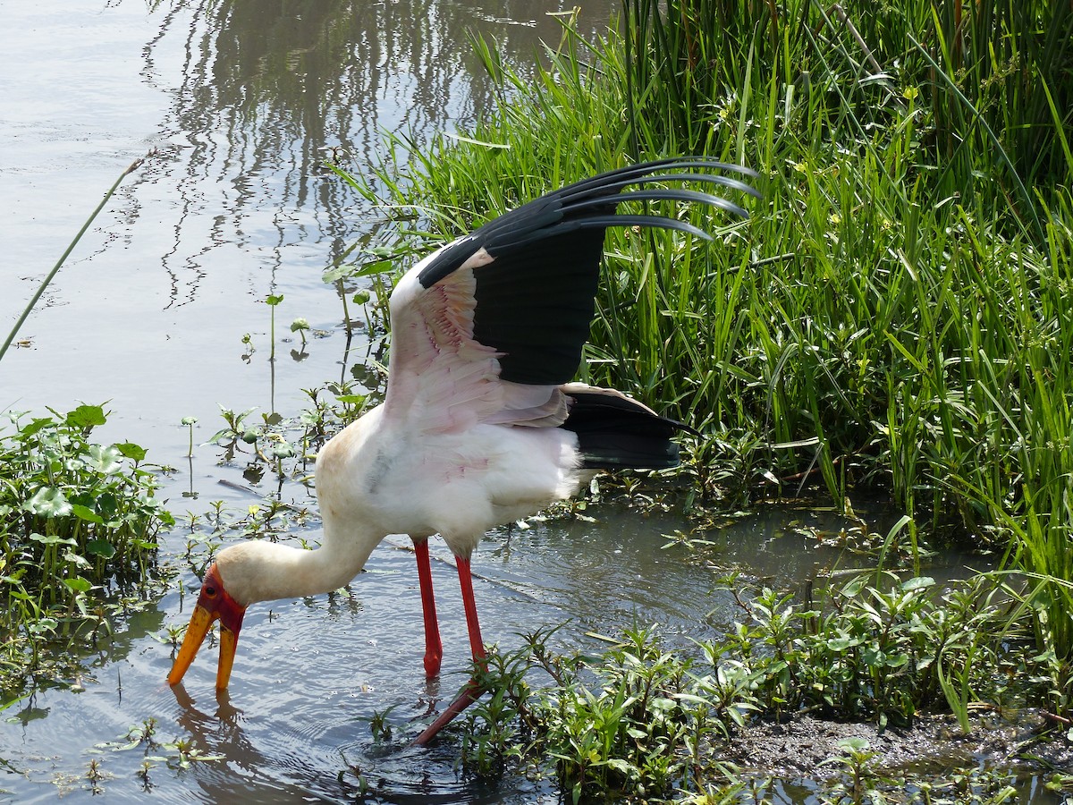 Yellow-billed Stork - Kai Victor