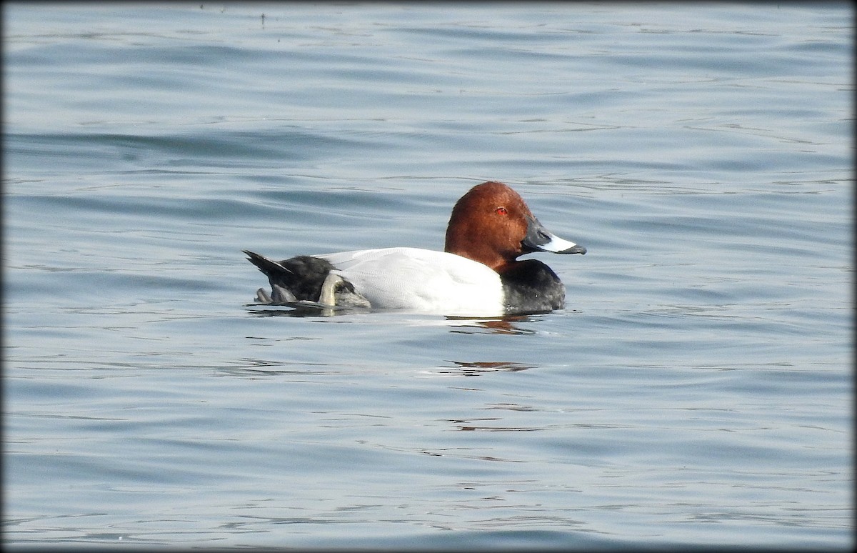 Common Pochard - ML81608181