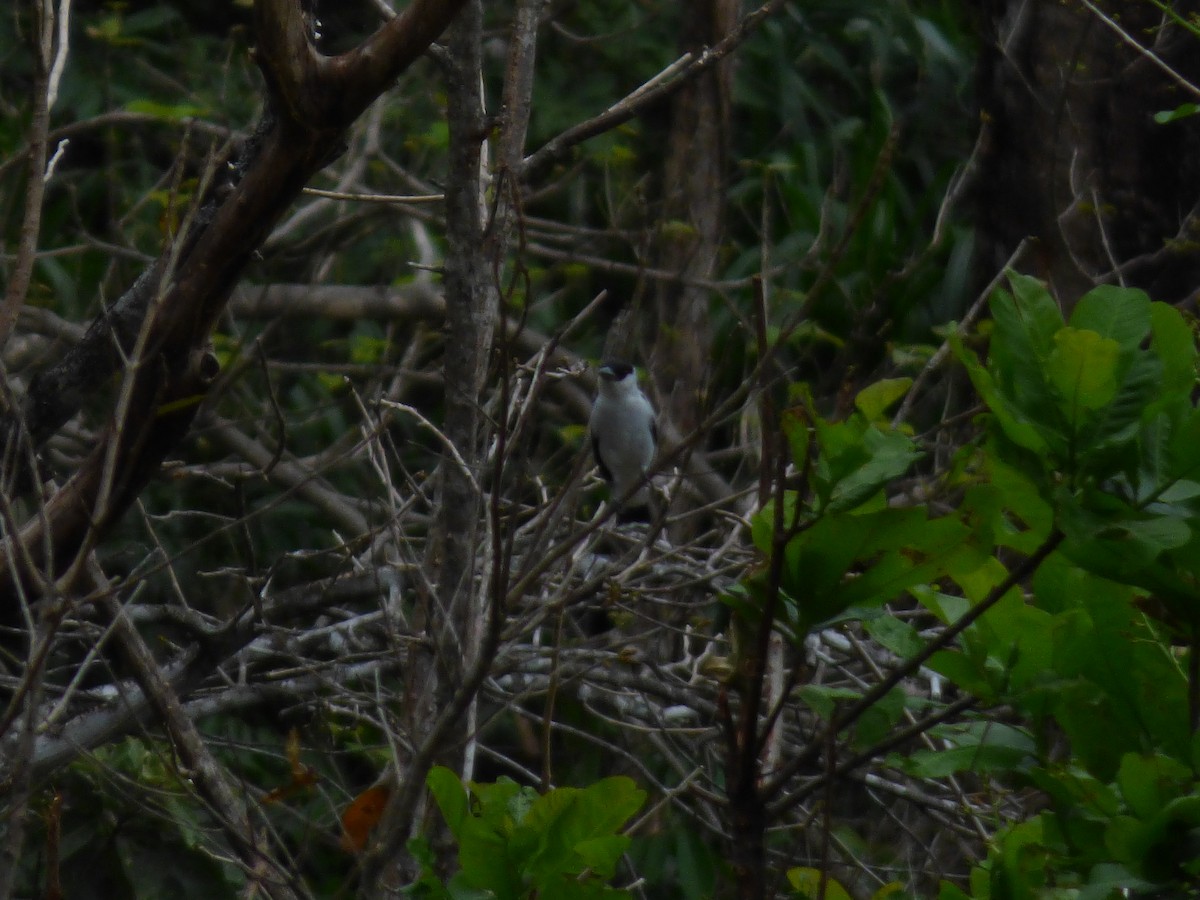 Black-crowned Tityra - ML81610721