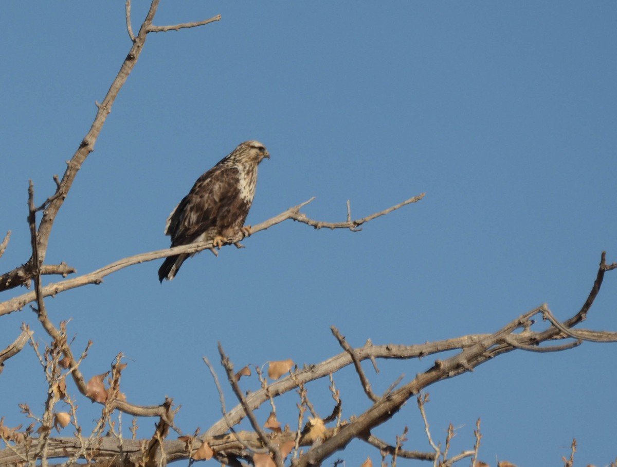 Raufußbussard - ML81610761