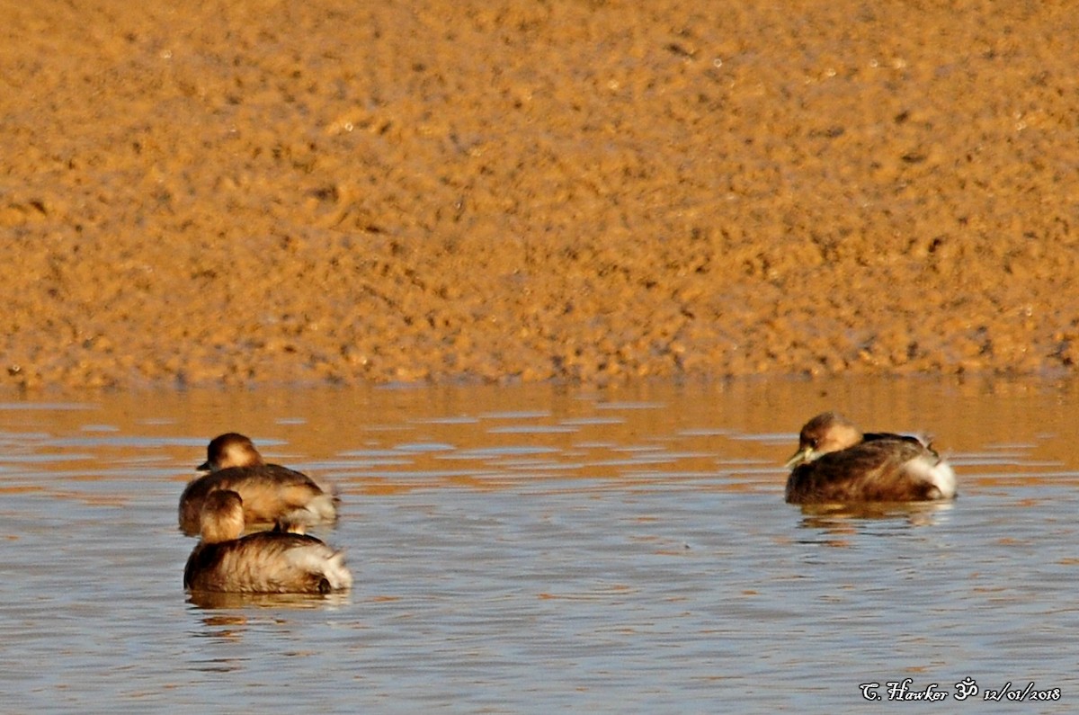 Little Grebe - Carl  Hawker