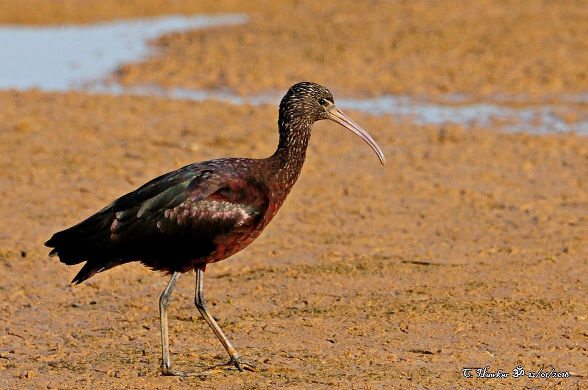 ibis hnědý - ML81611081