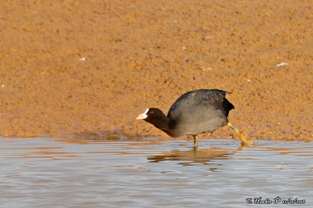 Eurasian Coot - Carl  Hawker