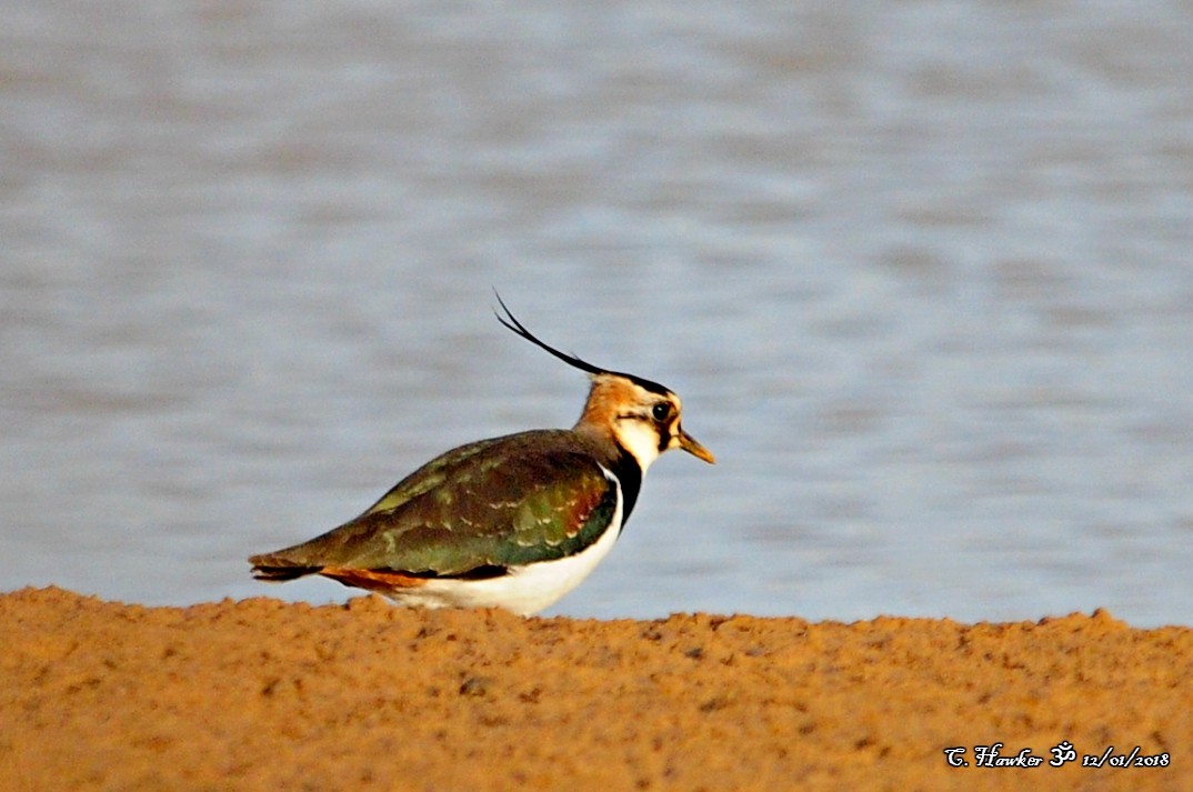 Northern Lapwing - ML81611231