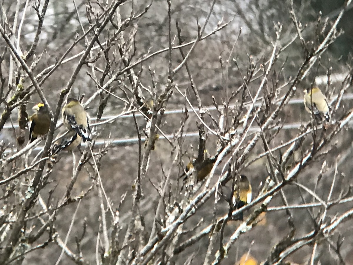 Evening Grosbeak - ML81613381