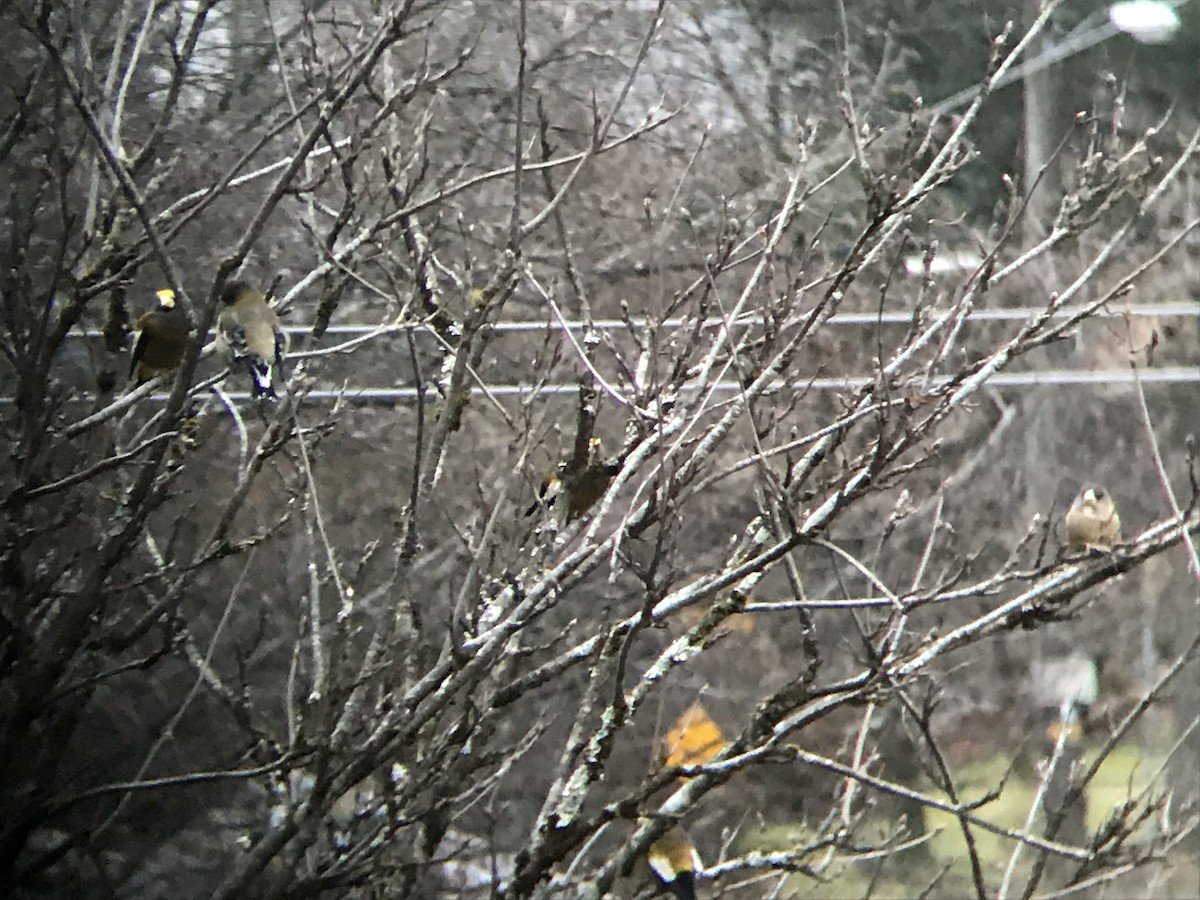 Evening Grosbeak - ML81613391