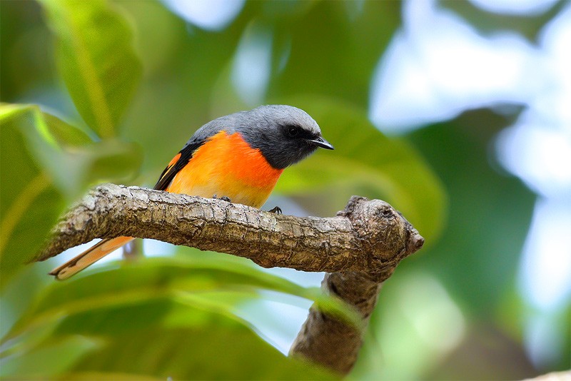 Small Minivet - ML81614151