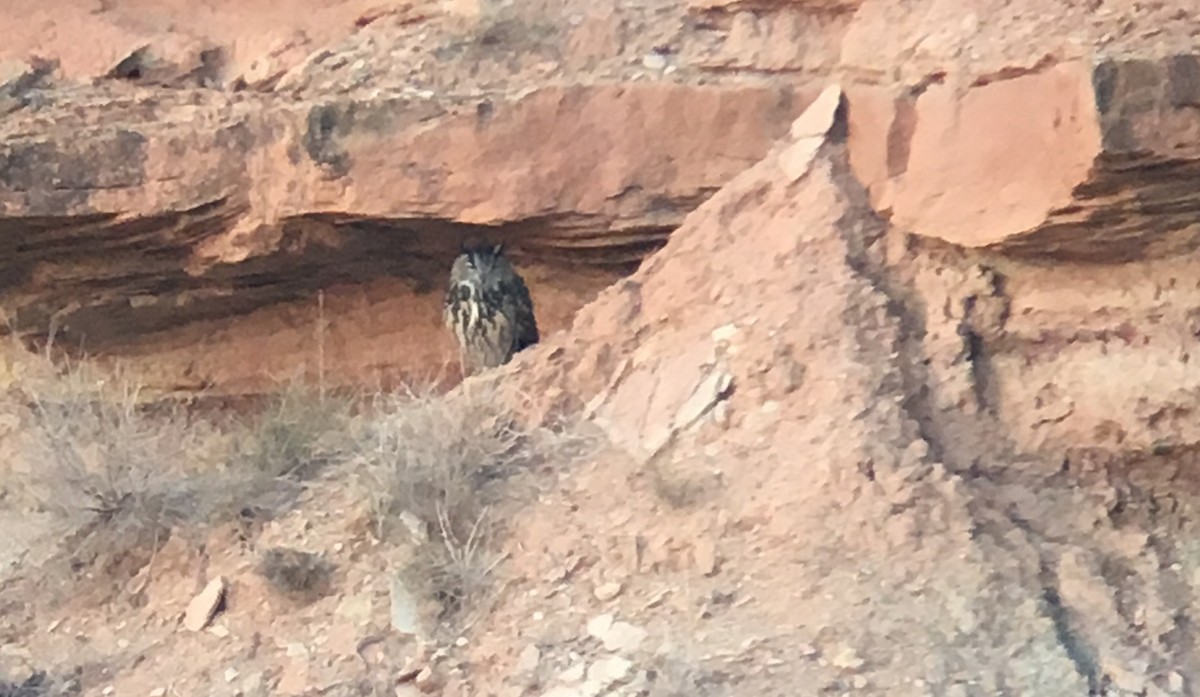 Eurasian Eagle-Owl - ML81614391