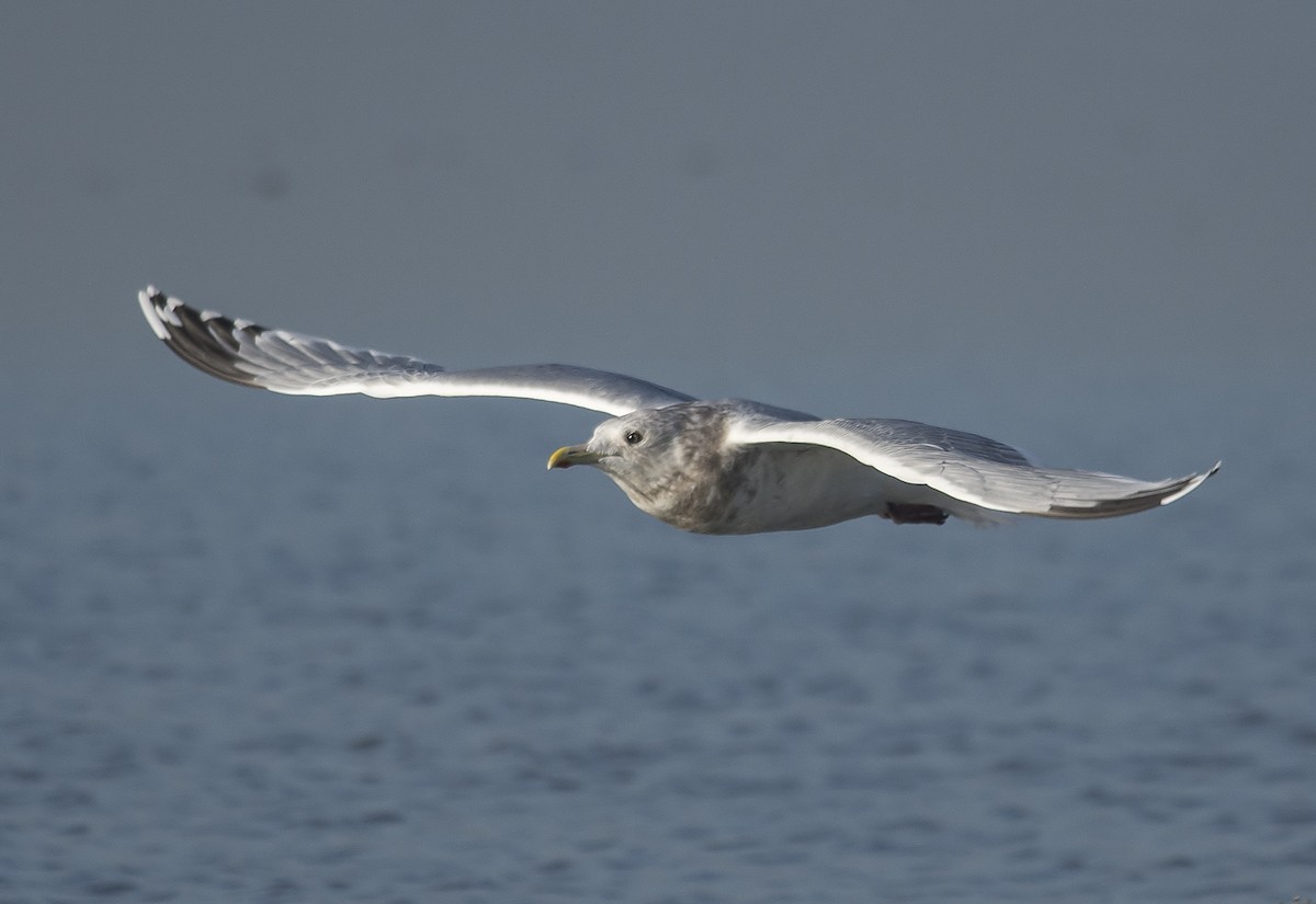 Iceland Gull (Thayer's) - ML81614811