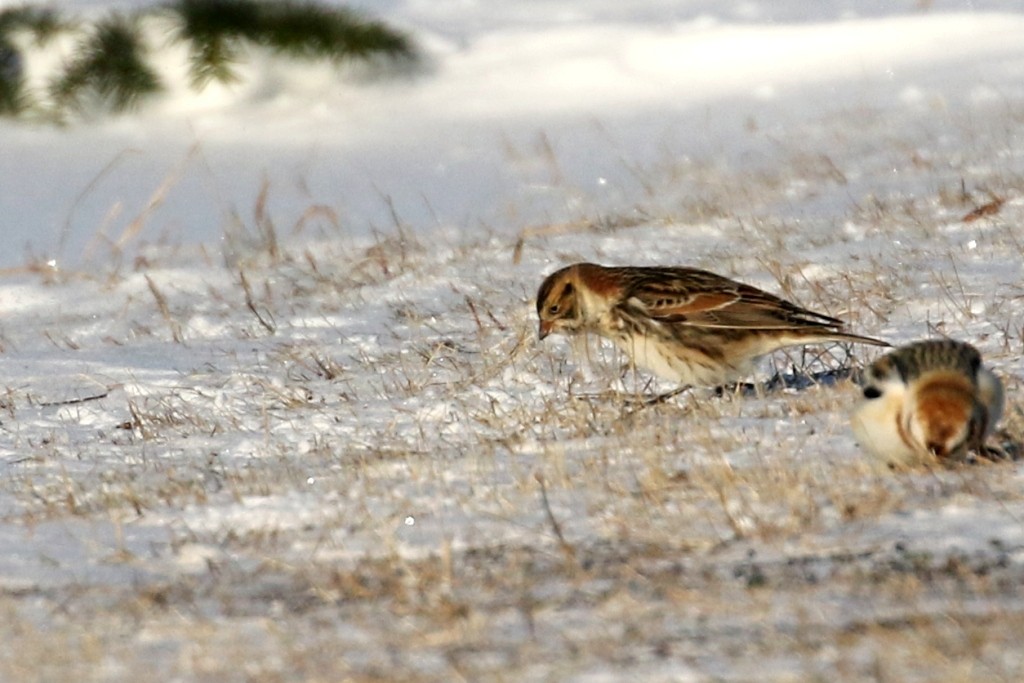 Lapland Longspur - ML81614951