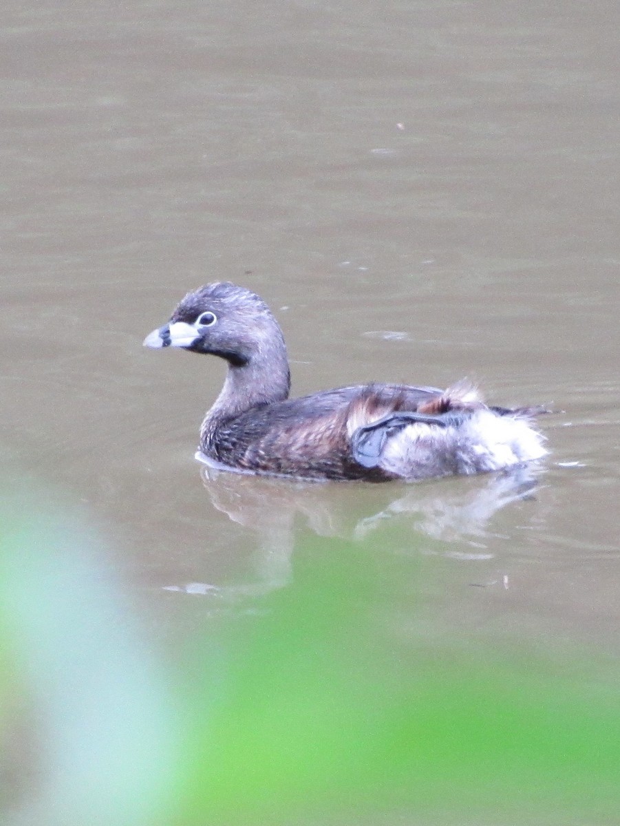 Пірникоза рябодзьоба - ML81615191