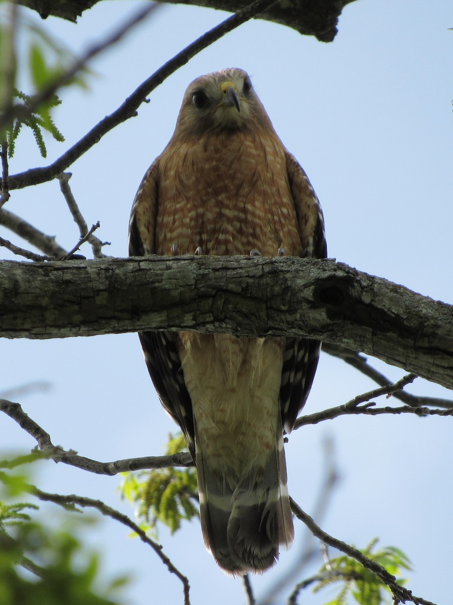 Канюк рудоплечий - ML81615221