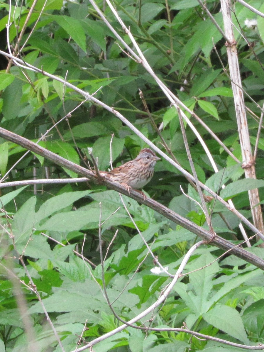 Пасовка вохриста - ML81615321