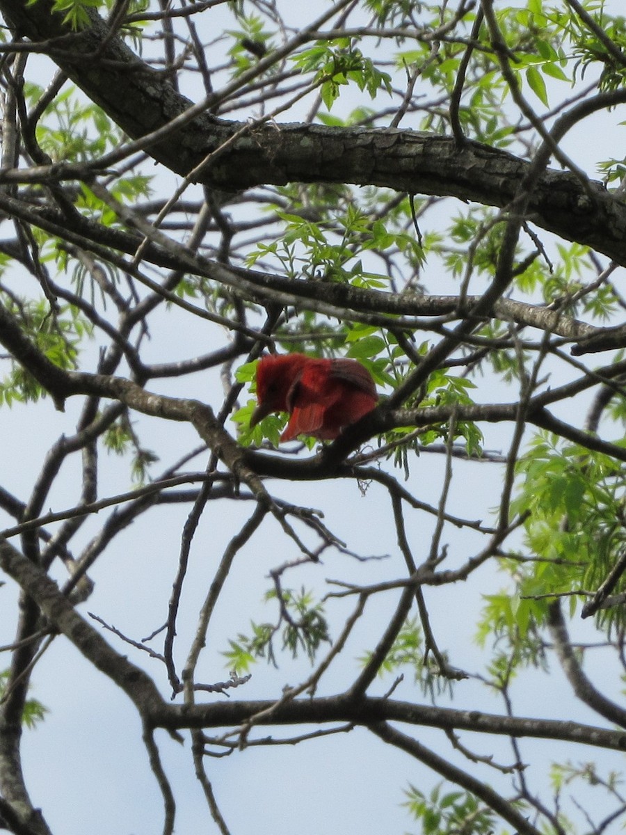 Піранга пломениста - ML81615461