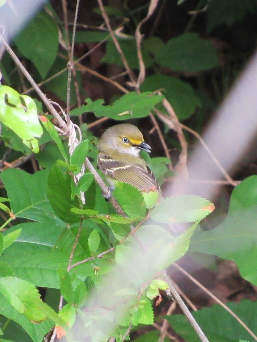 Віреон білоокий - ML81615621