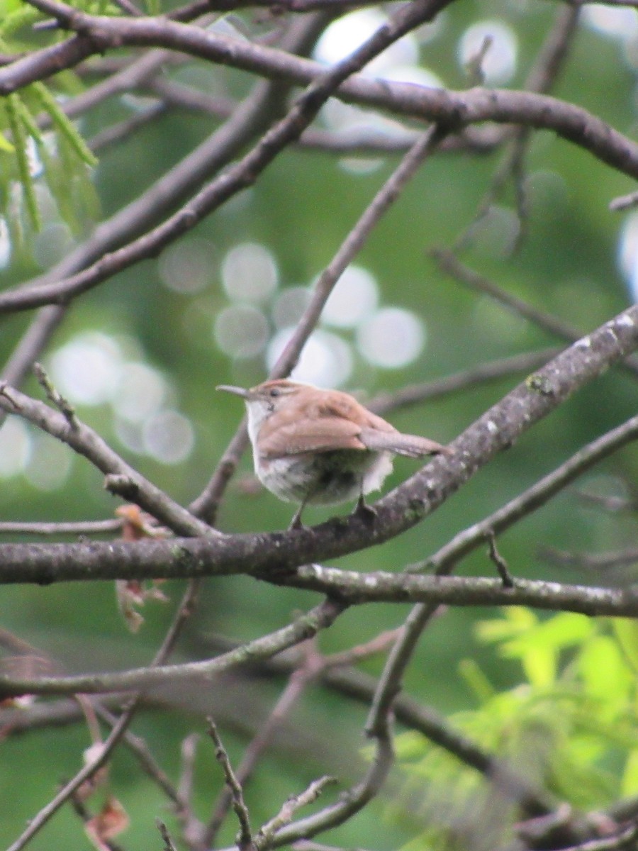 Підбуреник - ML81615811