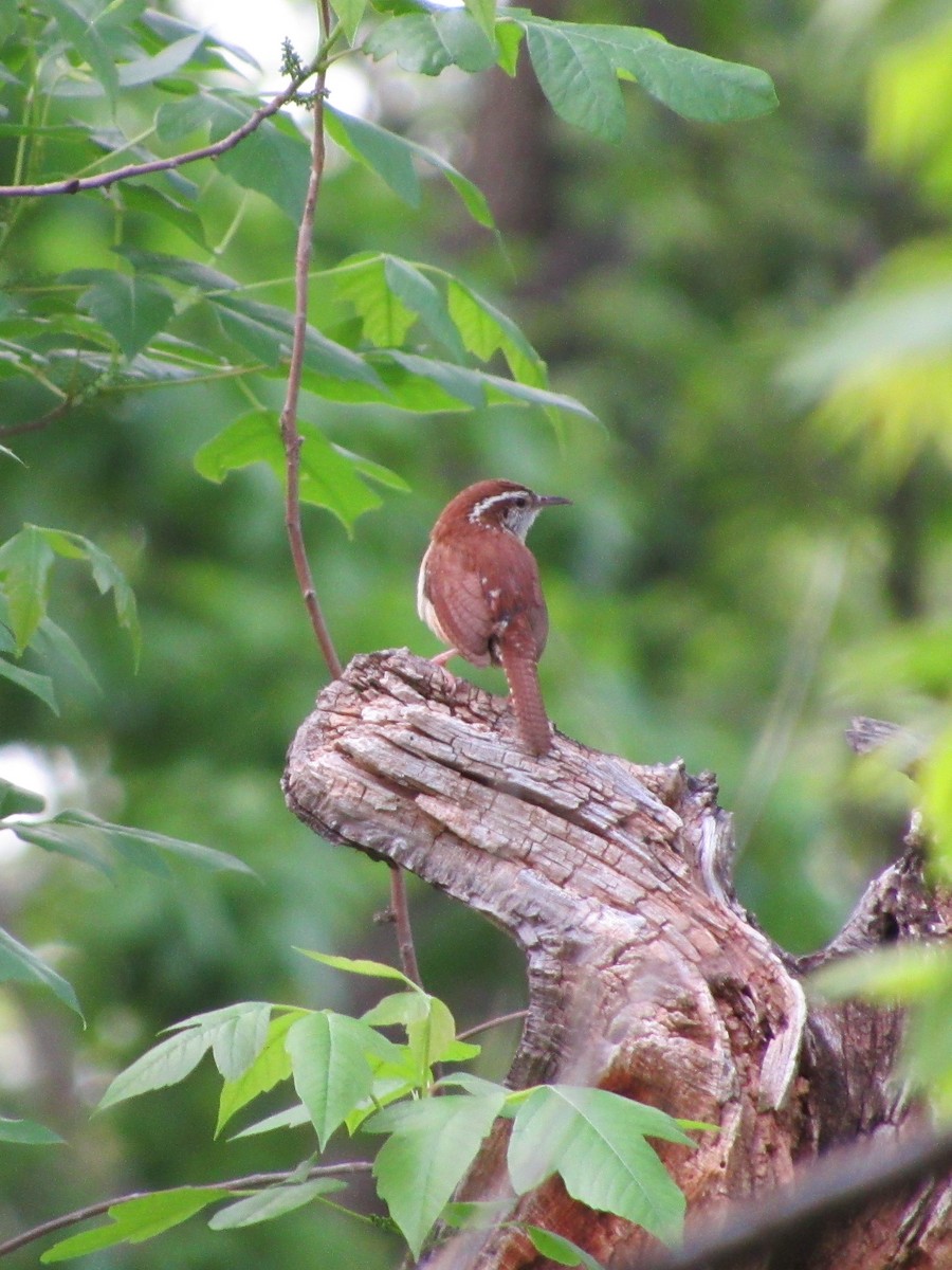 Поплітник каролінський - ML81615871
