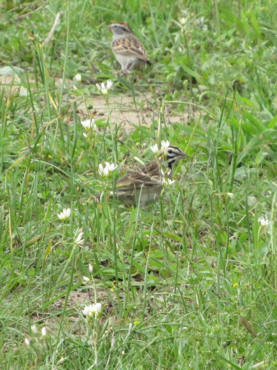 Потюк - ML81615911