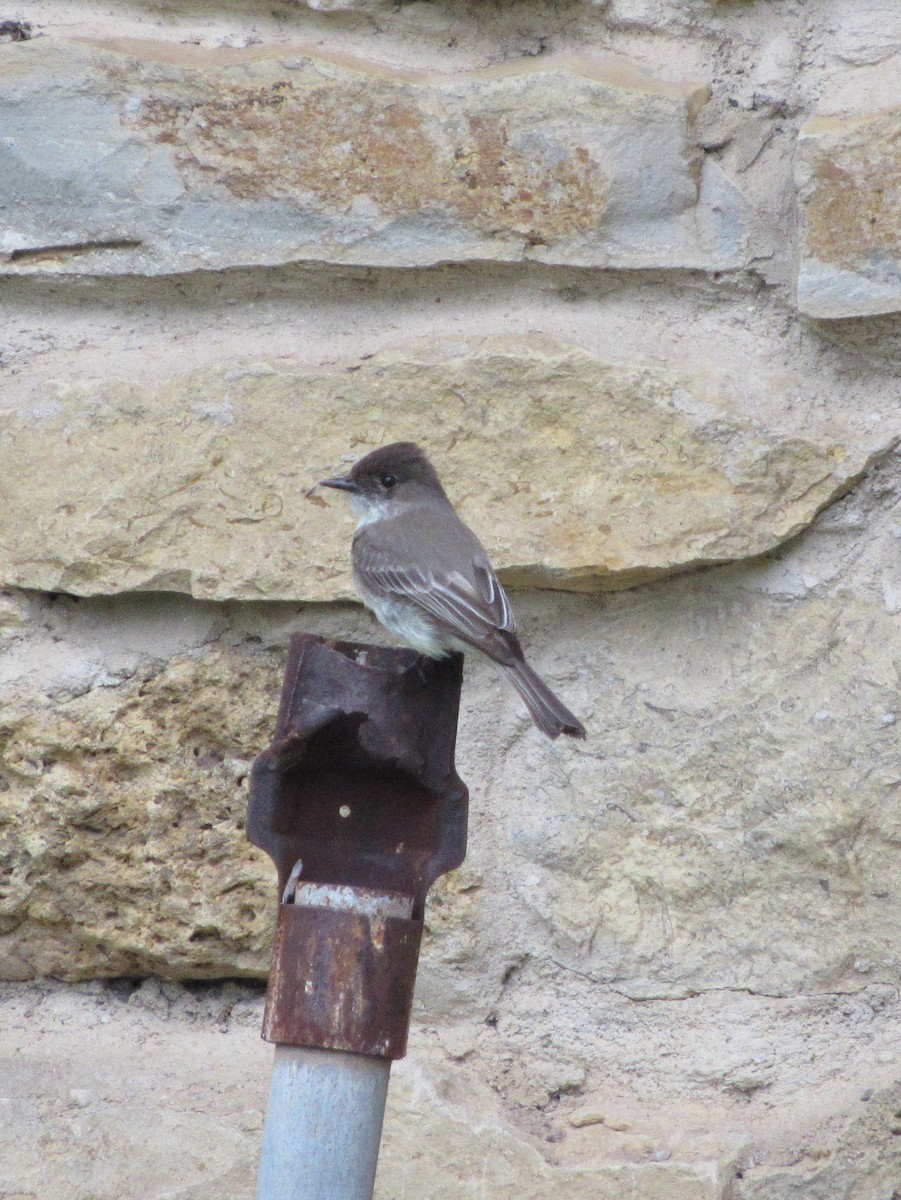 Феб буроспинний - ML81615941