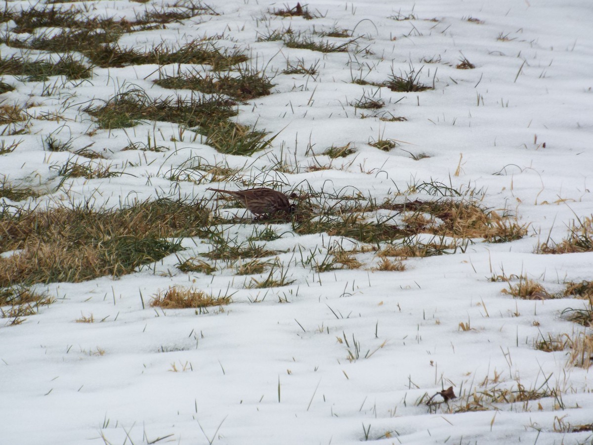 Song Sparrow - ML81616521