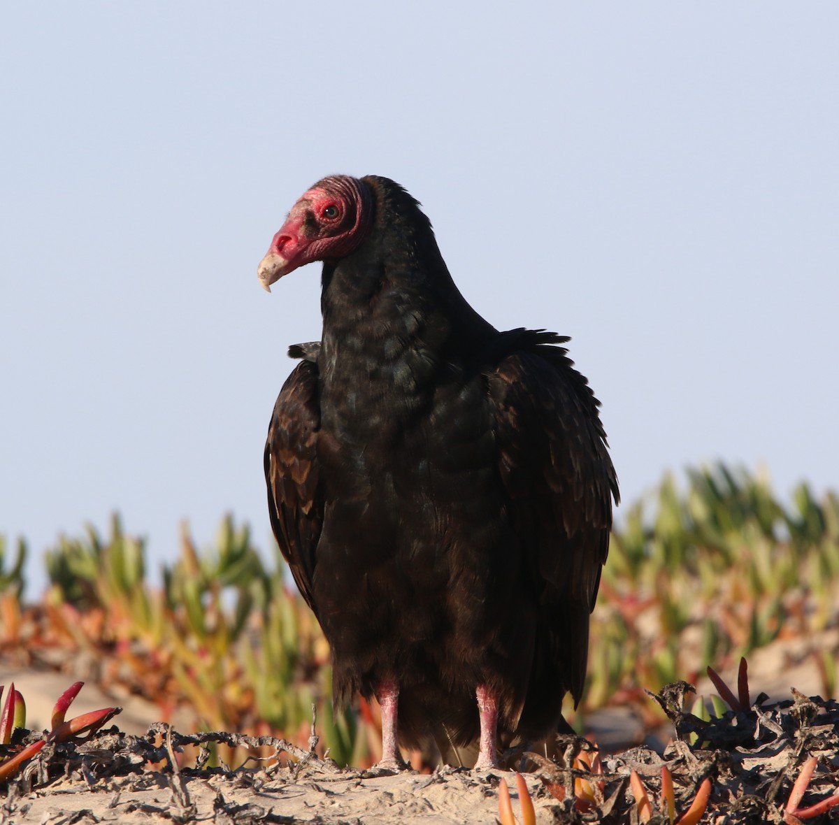 Turkey Vulture - Pair of Wing-Nuts