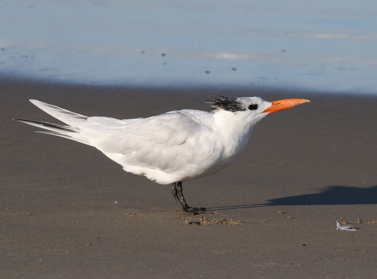 Royal Tern - Pair of Wing-Nuts