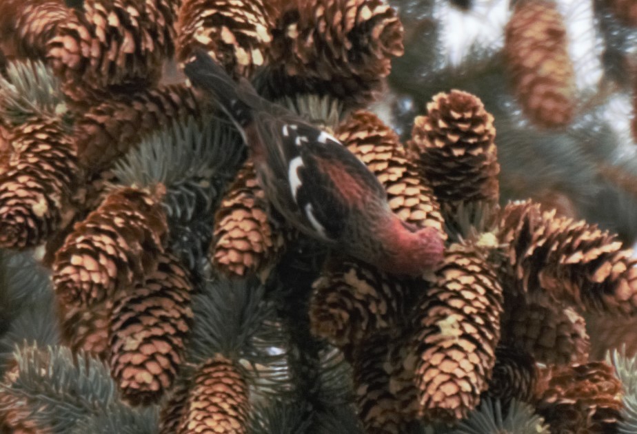 White-winged Crossbill - Sue Riffe