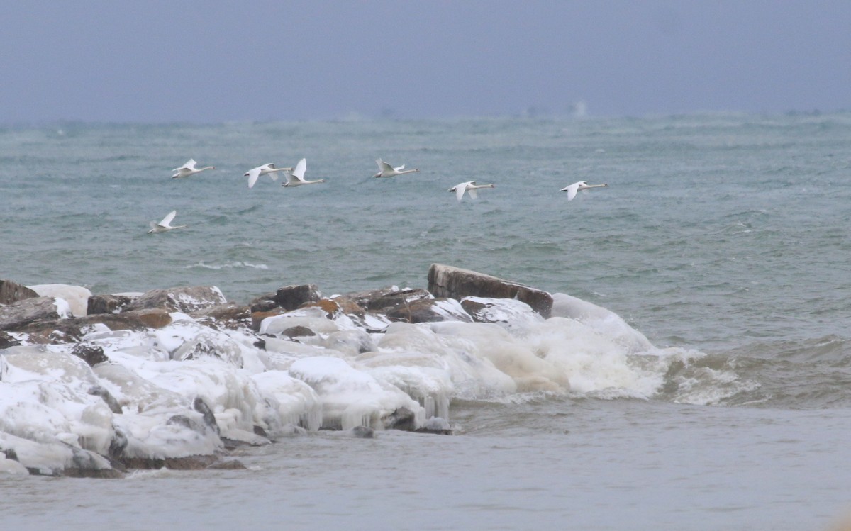 Cygne tuberculé - ML81621681