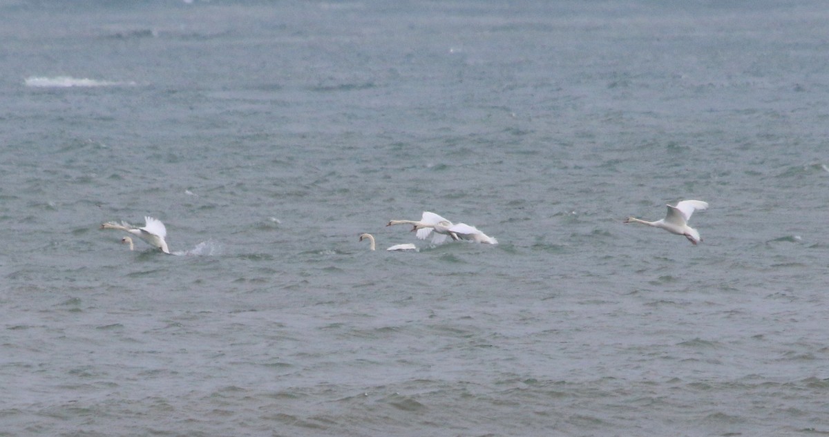 Mute Swan - ML81621841