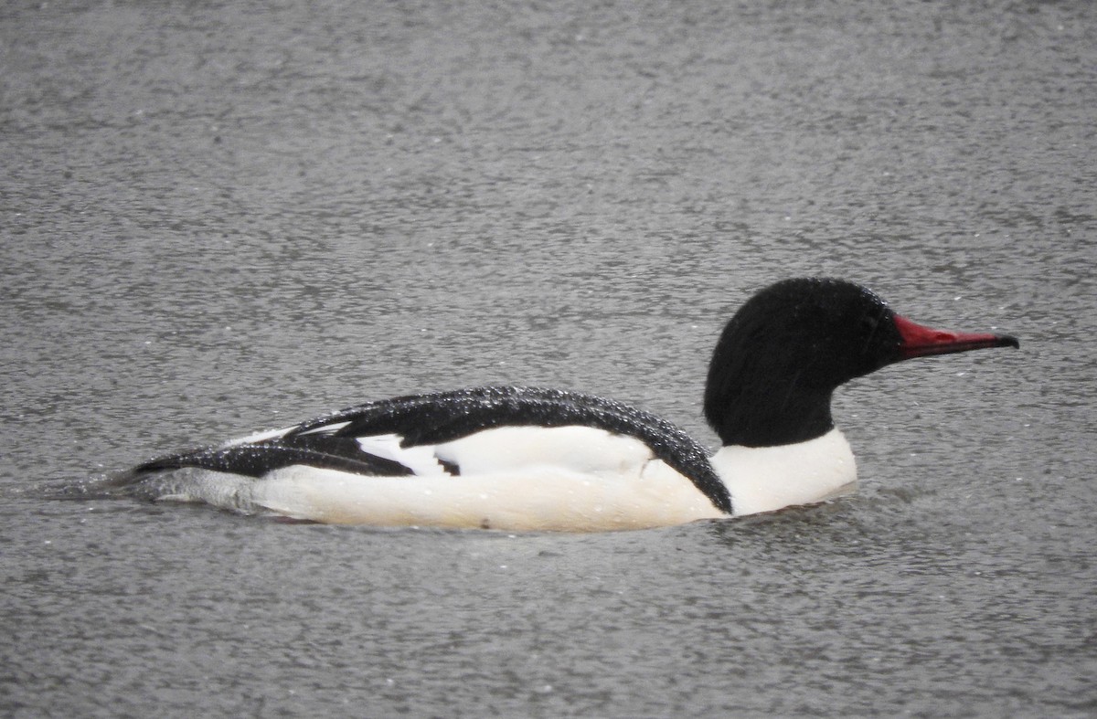 Common Merganser - Cristina Hartshorn