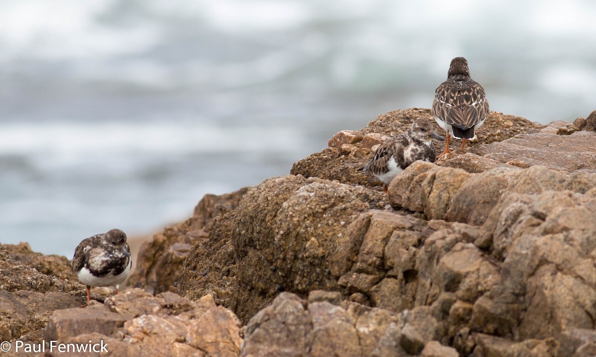 Ruddy Turnstone - ML81622511