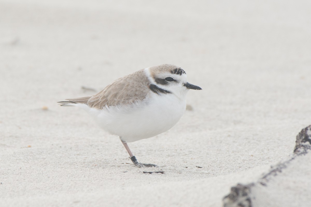 Snowy Plover - ML81622601