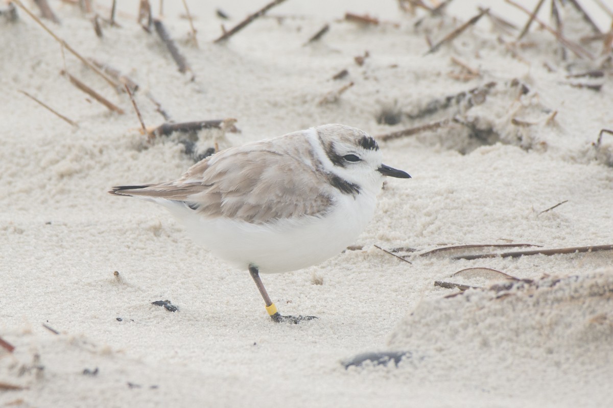 Snowy Plover - ML81622611