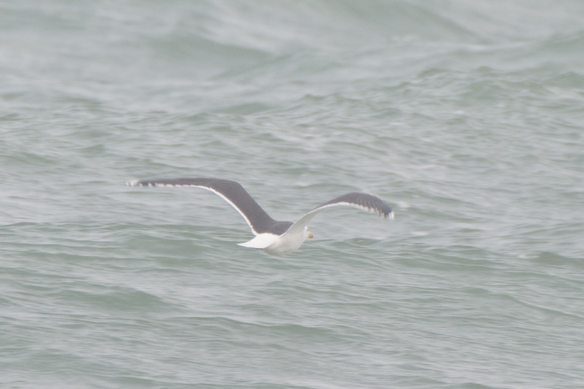 Great Black-backed Gull - ML81622661