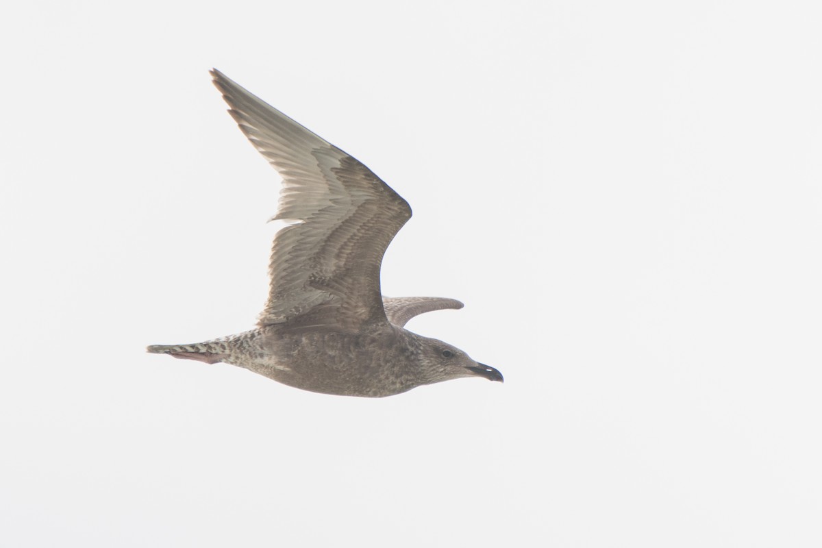 Herring Gull - ML81622921