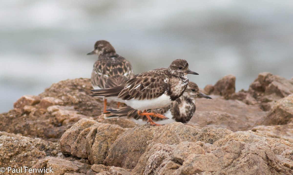 Ruddy Turnstone - ML81623091