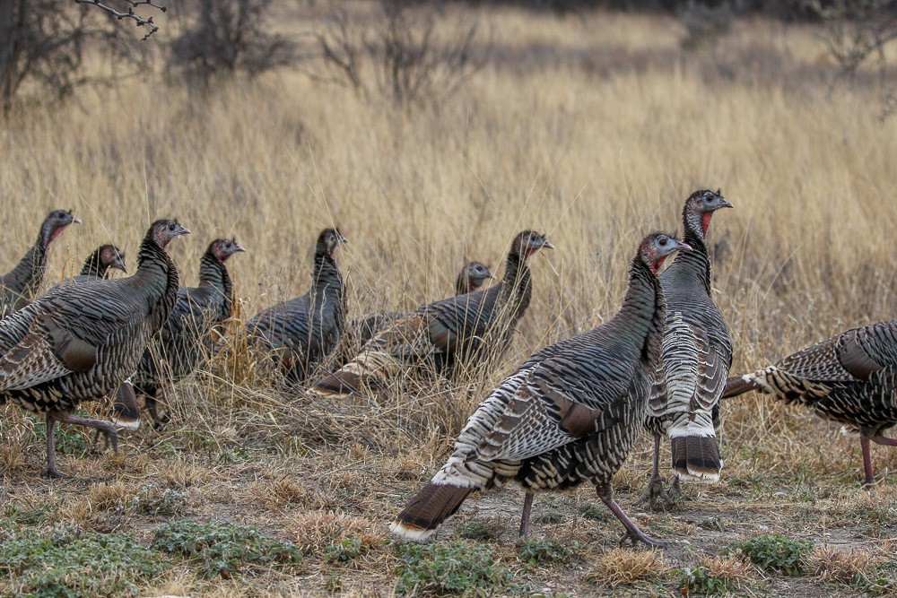 Wild Turkey - Teresa Connell