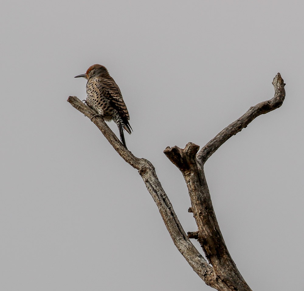 Northern Flicker (Red-shafted) - Teresa Connell