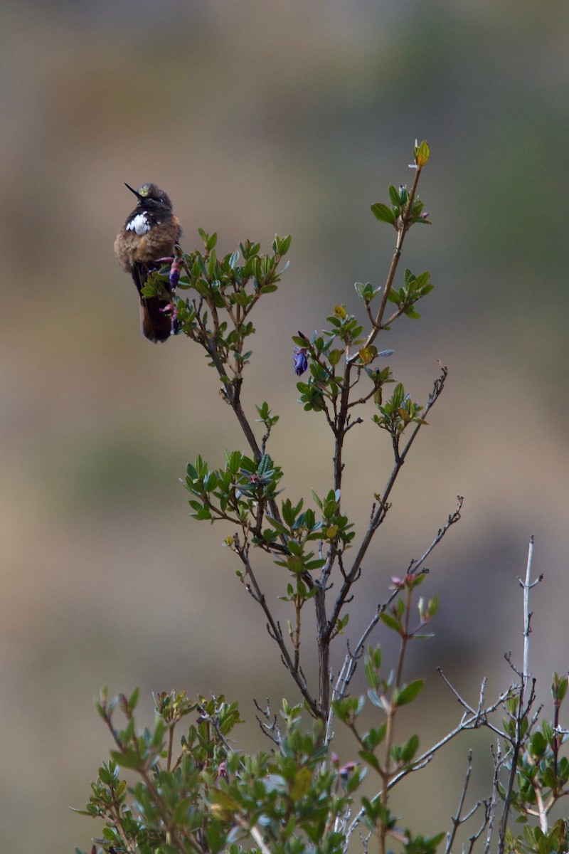 kolibřík zábludový - ML81624661