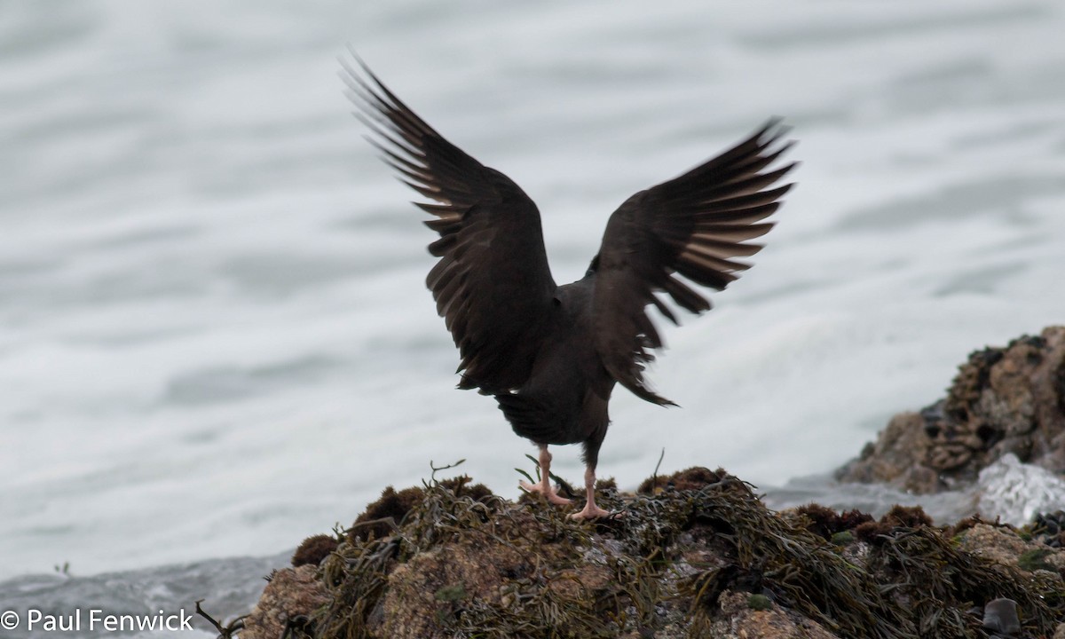 Black Oystercatcher - ML81624721