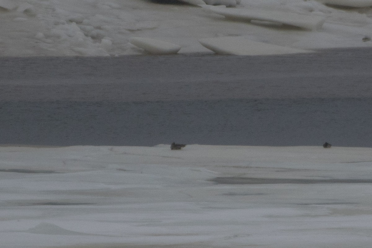 Greater White-fronted Goose - Serg Tremblay