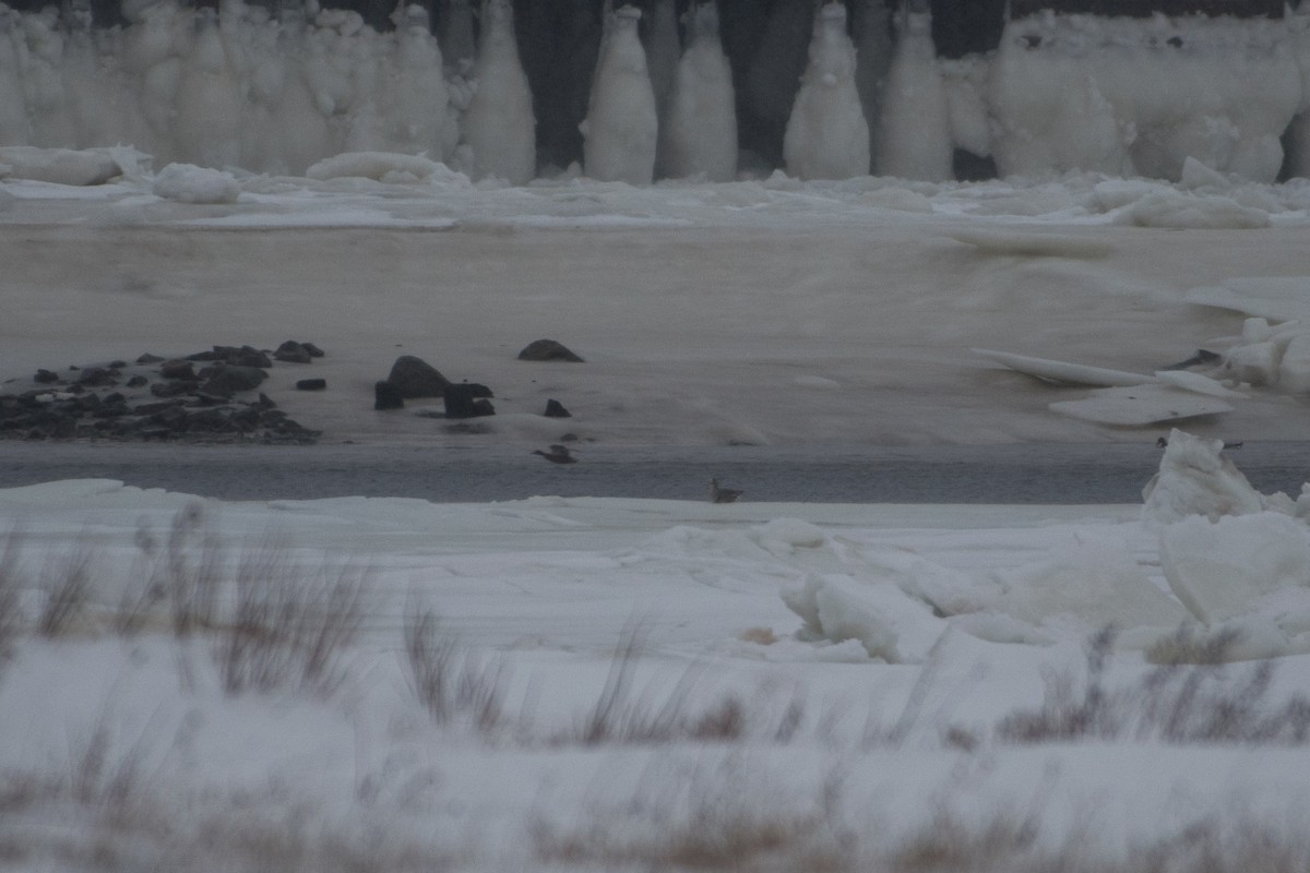 Greater White-fronted Goose - ML81624781